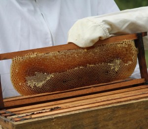 Criação de abelhas da Comunidade Bethânia produz os primeiros quilos de mel